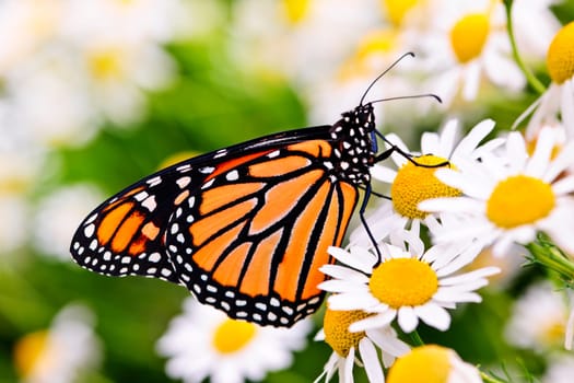 Colorful monarch butterfly sitting on chamomile flowers
