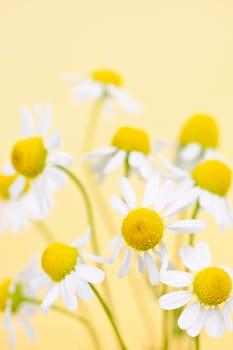 Closeup of chamomile flowers on yellow background