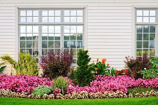 Flowerbed of colorful flowers against wall with windows