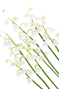 Lily of the valley flowers isolated on white background