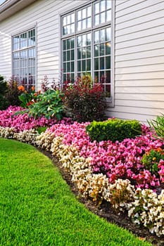 Flowerbed of colorful flowers against wall with windows