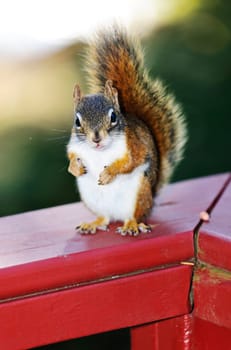 Fat wild red squirrel standing on wooden railing outdoors