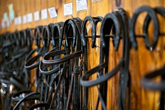 Leather horse bridles and bits hanging on wall of stable
