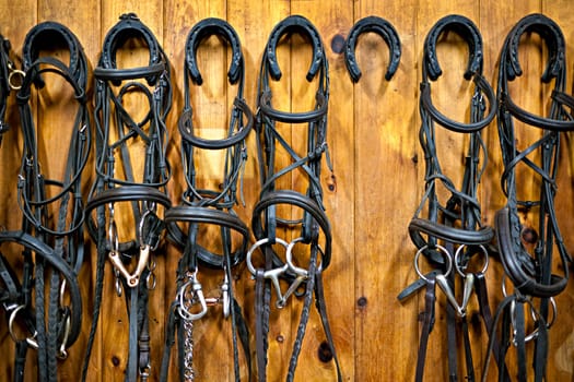 Leather horse bridles and bits hanging on wall of stable with one missing