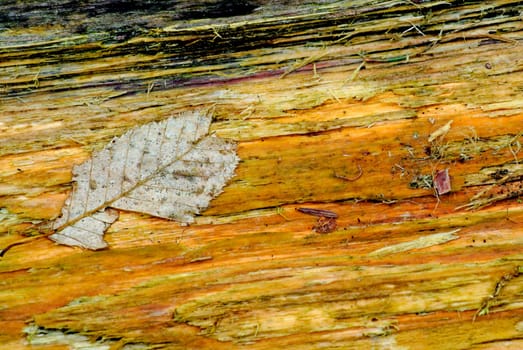 Leaf on old wood