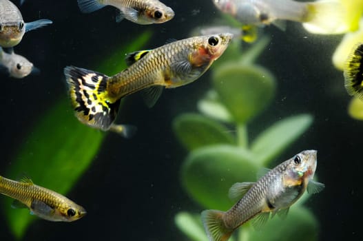 Guppy Multi Colored Fish in a Tropical Acquarium