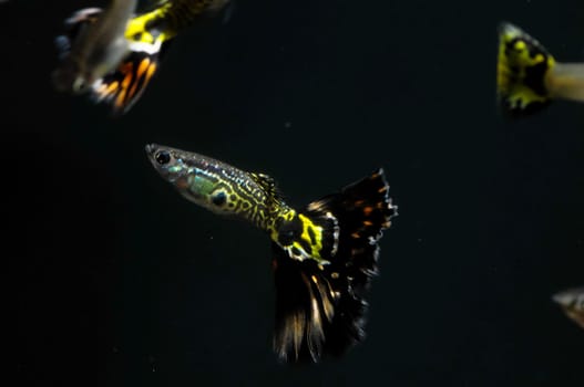 Guppy Multi Colored Fish in a Tropical Acquarium