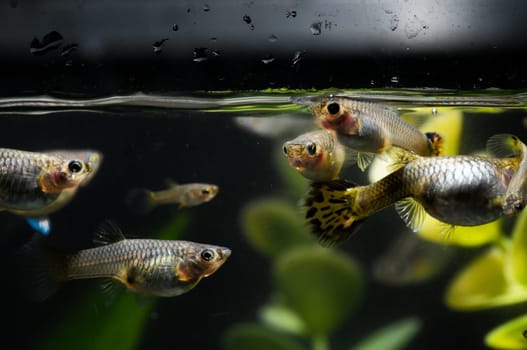 Guppy Multi Colored Fish in a Tropical Acquarium