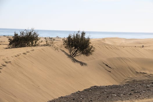 Texture Sand Dune Desert in Gran Canaria Island Spain
