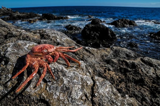 Orange Crab on Volcanic Rocks near the Atlantic Ocean