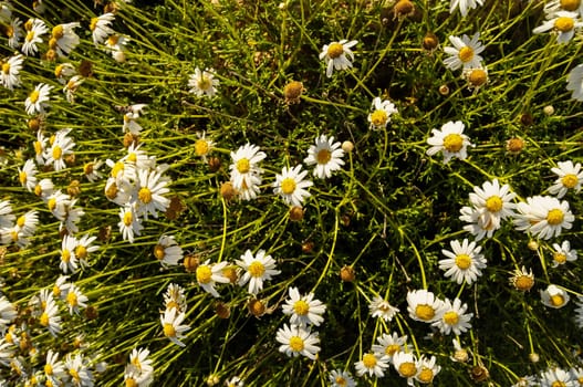 Some Fresh Yellow and White Camomilla Daisy Flowers
