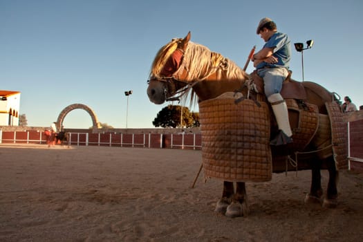 Training bullfight day in order to select animals for breed braves .fighting bulls
