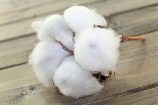 dried cotton flowers on a wooden board