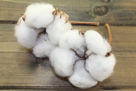 dried cotton flowers on a wooden board