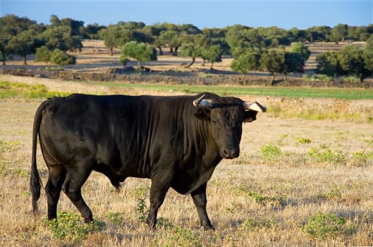 Specimen of Spanish free range  Fighting Bull breed free-range on extensive estates. Fighting bulls are selected for a certain combination of aggression, energy, strength, and stamina