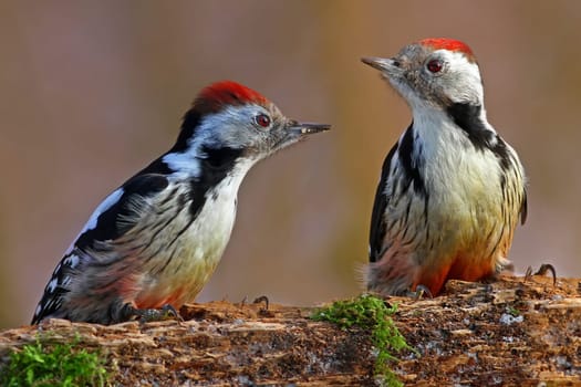Mean woodpecker Dendrocopos medius