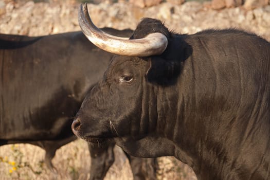 Specimen of Spanish free range  Fighting Bull breed free-range on extensive estates. Fighting bulls are selected for a certain combination of aggression, energy, strength, and stamina