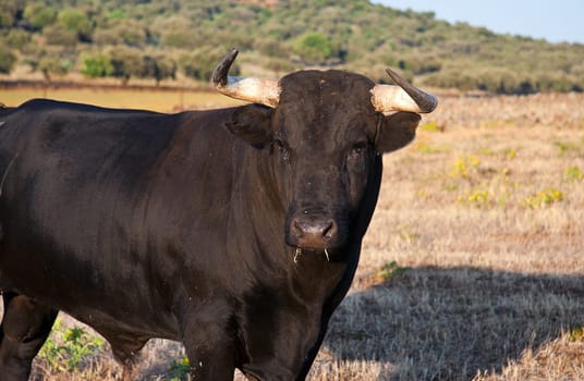 Specimen of Spanish free range  Fighting Bull breed free-range on extensive estates. Fighting bulls are selected for a certain combination of aggression, energy, strength, and stamina