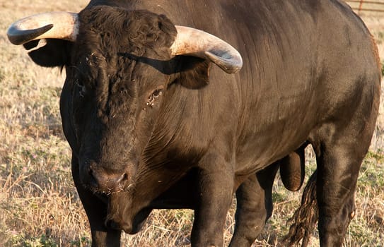 Specimen of Spanish free range  Fighting Bull breed free-range on extensive estates. Fighting bulls are selected for a certain combination of aggression, energy, strength, and stamina
