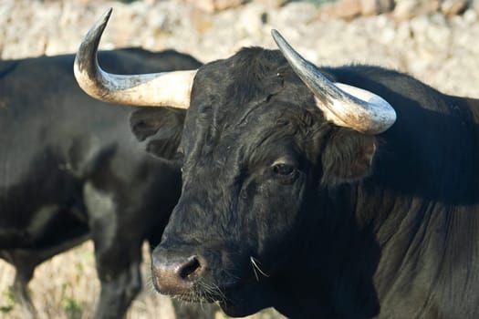 Specimen of Spanish free range  Fighting Bull breed free-range on extensive estates. Fighting bulls are selected for a certain combination of aggression, energy, strength, and stamina