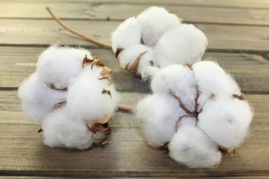 dried cotton flowers on a wooden board