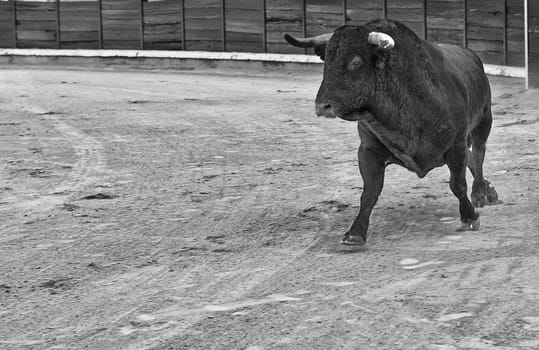 Bull running at the begining of the bullfight.