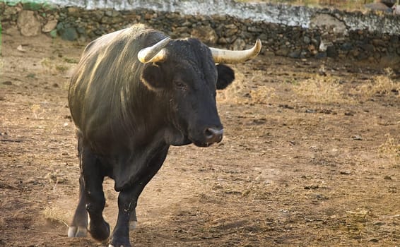 Specimen of Spanish free range  Fighting Bull breed free-range on extensive estates. Fighting bulls are selected for a certain combination of aggression, energy, strength, and stamina