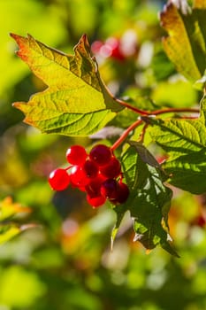 Bright red berries on tree