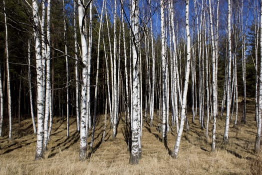 Britch tree forest at spring time.