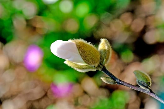 Magnolia bud on the rise
