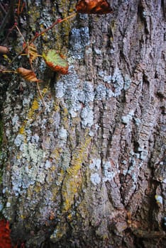 Autumn tree bark