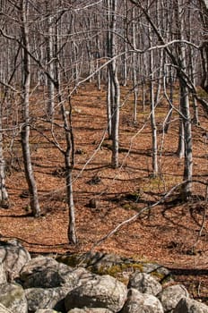 Moraines and leafless beech forest on late winter sunny day
