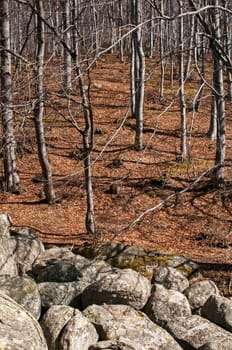 Moraines and leafless beech forest on late winter sunny day