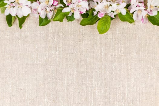 Natural linen background with spring apple blossom flowers