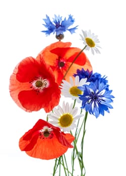 Bouquet of wildflowers - poppies, daisies, cornflowers - on white background, studio shot.