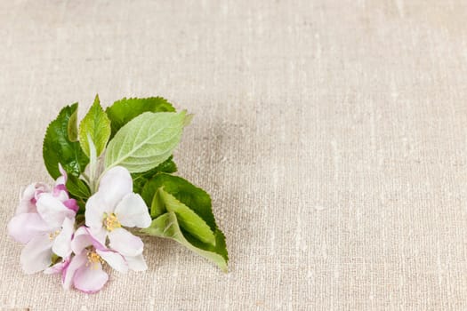 Woven linen background with spring apple blossom