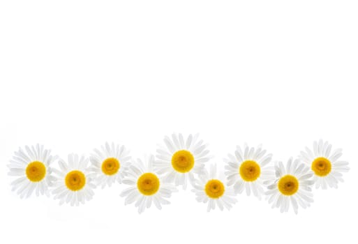 Flower border of oxeye daisies isolated on white background