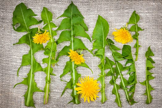 Arrangement of fresh dandelions greens and flowers on linen fabric background