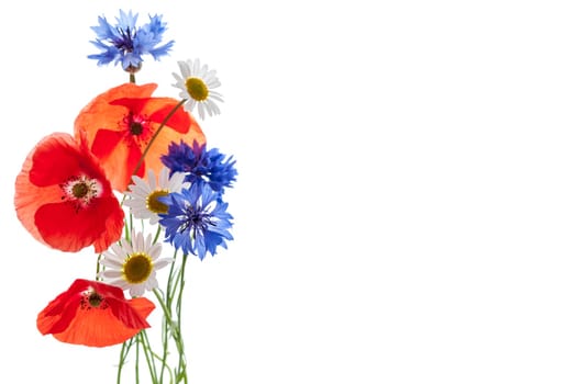 Bouquet of wildflowers - poppies, daisies, cornflowers - on white background, studio shot with copy space
