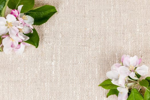 Natural linen background with spring apple blossom flowers