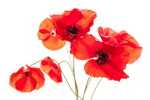 Several red poppy flowers isolated on white background, studio shot
