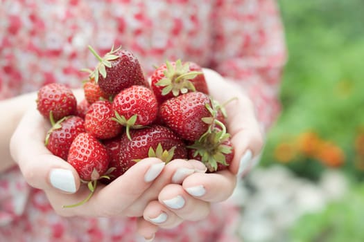 Closeup of female hands holding freshly picked strawberries with copy space
