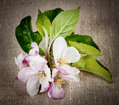 Pink apple blossom closeup on rustic woven linen fabric