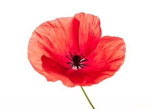 One red poppy flower isolated on white background, studio shot