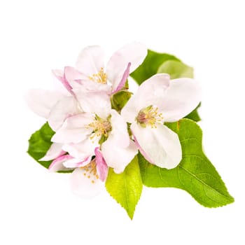 Pink apple blossom isolated on white background