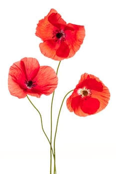 Three red poppy flowers isolated on white background, studio shot