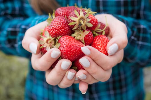 Closeup of female hands holding freshly picked strawberries