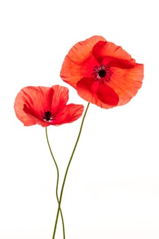 Two red poppy flowers isolated on white background, studio shot