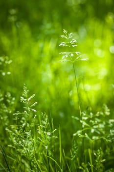 Summer flowering grass and green plants in June sunshine
