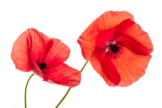 Two red poppy flowers isolated on white background, studio shot